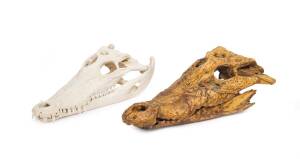 Two saltwater crocodile skulls, one missing teeth with lacquered finish the other complete. 35cm & 39cm. 