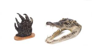 A crocodile taxiderm head and claw. 29cm. 