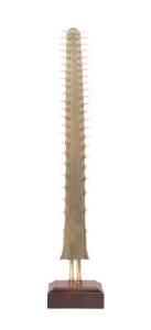 A sawfish bill mounted on wooden plinth. Bill: 65cm. 