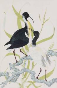 ROBIN HILL (BORN 1932), Straw Necked and White Ibis 1956, watercolour and gouache, signed 'ROBIN HILL' lower right, titled and dated lower left, 66.5 x 43.5 cm 