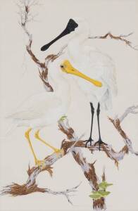 ROBIN HILL (BORN 1932), Royal and Yellow Billed Spoon Bills 1958, watercolour and gouache, signed and titled lower right, 67 x 44 cm