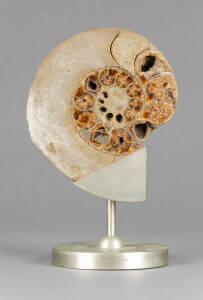 AMMONITE: Impressive Jurassic period (180 million years old) with crystalline structure. Set on a custom built stand stamped J.Antony Redmile. Fossil diameter 17cm approx. Height 26cm total. G/VG condition