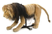 ASLAN: Impressive oversize puppet from the Lion the Witch & the Wardrobes Australian tour. Length 2.3m, Height 1.6m