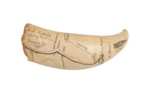 A scrimshaw whale's tooth depicting coastal chart in South Australia engraved "South Australian Whaling Co. Encounter Bay". 15cm