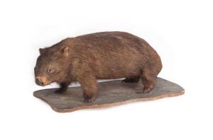 A taxidermy wombat, early 20th Century 