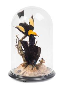 An Australian taxidermy Bower bird and Regent Rifle bird under glass dome, 19th Century. 48cm high, 32cm diameter