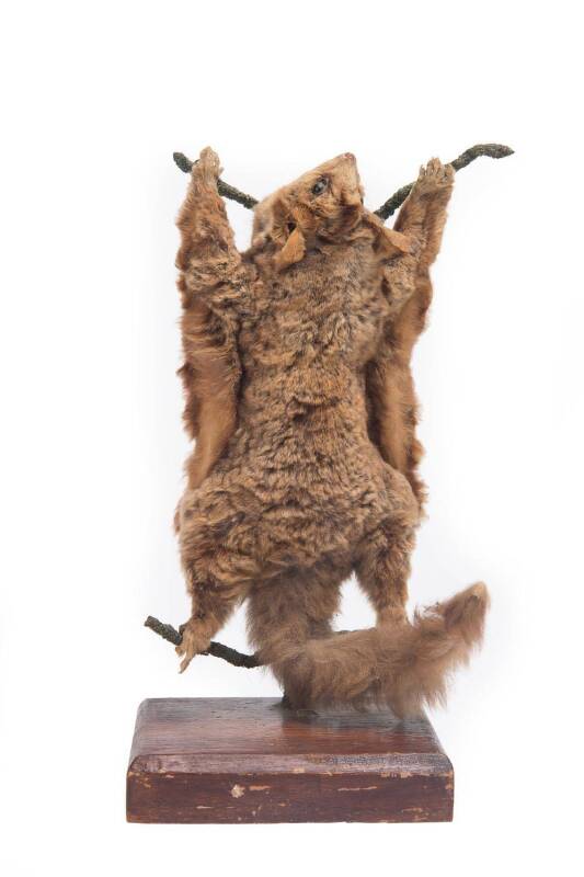 A taxidermy Sugar Glider possum, early 20th Century. 