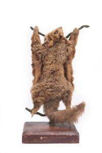 A taxidermy Sugar Glider possum, early 20th Century. 