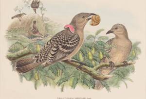 JOHN GOULD [1804-1881]: Chlamydodera Orientalis (Queensland Bower Bird), hand coloured lithograph, 36.5 x 54 cm.