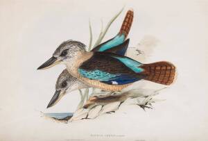 JOHN GOULD (1804-1881), Dacelo Cervina (Fawn-Breasted Kingfisher), lithograph, 35 x 52 cm