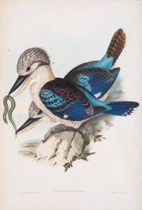 JOHN GOULD (1804-1881), Dacelo Leachii (Leach's Kingfisher), lithograph, 54 x 36.5 cm