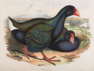 JOHN GOULD (1804-1881), Notornis Mantelli (Takahē), lithograph, 50 x 66 cm