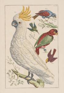 SEBA: Yellow Crowned Cockatoo, hand coloured engraving, 51 x 34cm.