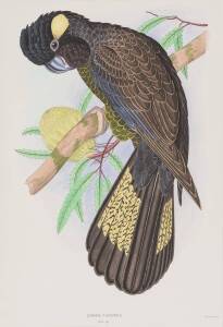 ARTIST UNKNOWN: Zanda Funerea (Yellow-tailed black-cockatoo), Platycercus Adelaidae, Alisterus Scapularis, watercolour, each 53.5 x 35 cm (3 items).