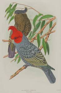 ARTIST UNKNOWN: Platycercus Elegans (Crimson Rosella), Callocorydon Fimbriatus (Gang-Gang Cockatoo), Ducorpsius Gymnopsis (Bare-Eyed Cockatoo), watercolour, each 51 x 35 cm (3 items).