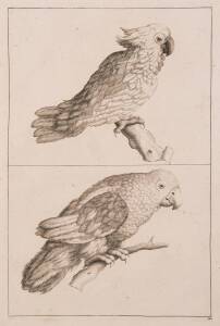 ARTIST UNKNOWN [Dutch, early 18th Century]: A Cockatoo and A Parrot, n.d., engraving on laid paper, 44×25cm.