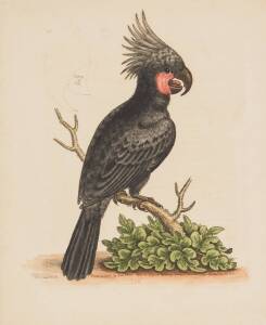 "The Great Black Cockatoo from the East Indies" copper plate engraving by George Edwards, 1761. Hand coloured. 28x23cm.