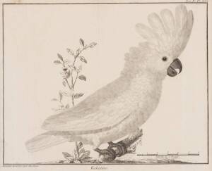 "Kakatoes" c1770 copper plate engraving by Francois Martinet, [1731-1805]. 23x28cm. 