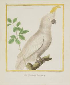 "Petit Kakatoes a hupe jaune." c1783 copper plate engraving by Francois Martinet, [1731-1805]; hand-coloured. 27x21cm. 