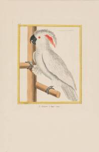 FRANCOIS-NICOLAS MARTINET [1725-1804]: Le Kakatoes a Huppe Rouge, hand coloured, 42 x 27.5 cm.  