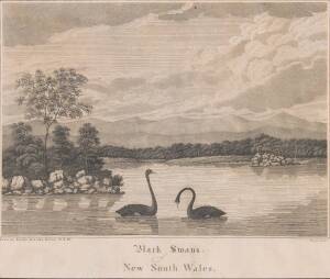 MAJOR JAMES WALLACE & WALTER PRESTON: "Black Swans of New South Wales", copper-plate engraving, framed, 22 x 26 cm (image size). From "An Historical Account of the Colony of New South Wales", 1820.