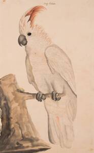 ARTIST UNKNOWN: "Large Cockatoo" 19th Century watercolour, titled by hand in top margin; 49 x 31 cm. Fine work.