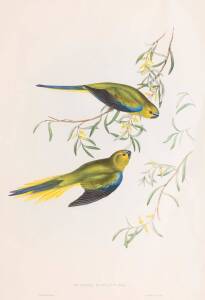 JOHN GOULD [1804-1881] Euphema Elegans, Parrots, hand coloured lithograph50 x 35cmProvenance: John Elliott Collection, Christie's Melbourne, March 30 & 31, 2004