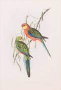 JOHN GOULD [1804-1881] Platycercus Icterotis, Earl of Derby's parakeethand coloured lithograph, 51.5 x 35cmProvenance: John Elliott Collection, Christies Melbourne, March 2004, Lot 322