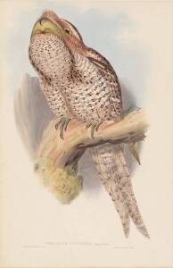 JOHN GOULD [1804-1881] "Podargus Papuensis" (Papuan Frogmouth) hand coloured lithograph, accompanied by the original descriptive text; 540 x 350mm.