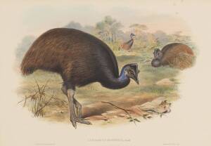 JOHN GOULD [1804-1881] "Casuarius Bennetti" (Bennett's Cassowary) hand coloured lithograph; 540 x 350mm.