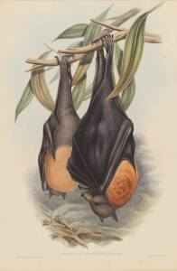 JOHN GOULD [1804-1881] "Pteropus Poliocephalus" (Grey-Headed Vampire) hand coloured lithograph; 540 x 350mm.