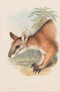 JOHN GOULD [1804-1881] "Halmaturus Dorsalis" (Black-striped Wallaby) hand coloured lithograph, accompanied by the original descriptive text; 540 x 350mm.