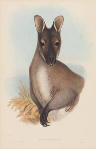 JOHN GOULD [1804-1881] "Halmaturus Bennetti" (Red-Necked Wallaby; common name Bennett's Wallaby) hand coloured lithograph, accompanied by the original descriptive text; 540 x 350mm.