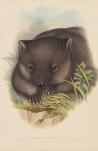 JOHN GOULD [1804-1881] "Phascolomys Wombat" (Wombat) hand coloured lithograph, accompanied by the original descriptive text; 540 x 350mm.