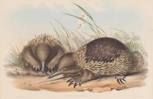 JOHN GOULD [1804-1881] "Echidna Setosa" (Hair Echidna) hand coloured lithograph, accompanied by the original descriptive text; 540 x 350mm.