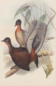 JOHN GOULD [1804-1881] "Menura Alberti" (common name Albert Lyre Bird) hand coloured lithograph, accompanied by the original descriptive text; 540 x 350mm.