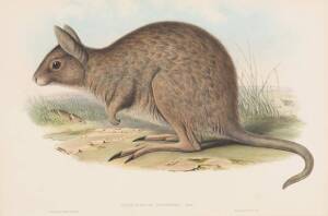 JOHN GOULD [1804-1881] "Lagorchestes Leporoides" (Hare Kangaroo) hand coloured lithograph, accompanied by the original descriptive text; 540 x 350mm.