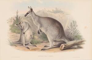 JOHN GOULD [1804-1881] "Osphranter Parryi" (Parry's Wallaroo) hand coloured lithograph, accompanied by the original descriptive text; 540 x 350mm.