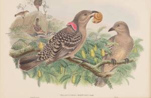 JOHN GOULD [1804-1881] "Chlamydodera Orientalis" (Queensland Bower-Bird) hand coloured lithograph, accompanied by the original descriptive text; 540 x 350mm.