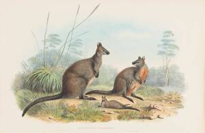 JOHN GOULD [1804-1881] "Halmaturus Ualabatus" (Black Wallaby) hand coloured lithograph, accompanied by the original descriptive text; 540 x 350mm.