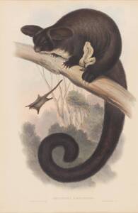 JOHN GOULD [1804-1881] "Petaurista Taguanoides" (Great Flying Phalanger or Greater Glider) hand coloured lithograph, accompanied by the original descriptive text; 540 x 350mm.