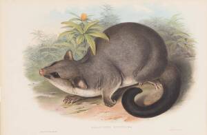 JOHN GOULD [1804-1881] "Phalangista Rulpina" (Common Brushtail Possum) hand coloured lithograph; 540 x 350mm.