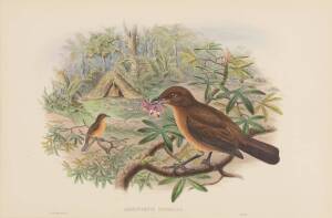 JOHN GOULD [1804-1881] "Ambylornis Inoranta" (Vogelkop Bowerbird) hand coloured lithograph; 540 x 350mm.