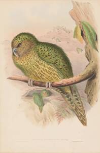 JOHN GOULD [1804-1881] "Strigops Habroptilus, G. R. Gray" (Kakapo) hand coloured lithograph; 540 x 350mm.