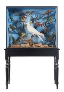 A large Australian bird diorama on stand, 19th century156cm high, 103cm wide, 30cm high