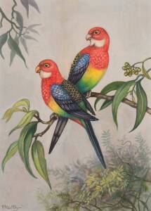 Peg Maltby (1899-1984) Rosellas