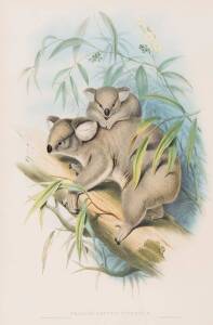 JOHN GOULD [1804-1881] "Phascolarctos Cinereus" (Female koala with young) hand coloured lithograph, framed; 52.5 x 34.5 cm.