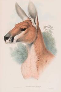 JOHN GOULD [1804-1881] "Osphranter Rufus" (Head, male Red Kangaroo) hand coloured lithograph, framed; 52.5 x 35 cm.