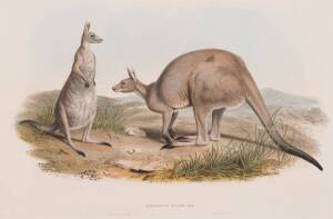 JOHN GOULD [1804-1881] "Macropus Major" (Eastern Grey Kangaroo) hand coloured lithograph, framed; 35 x 54 cm.