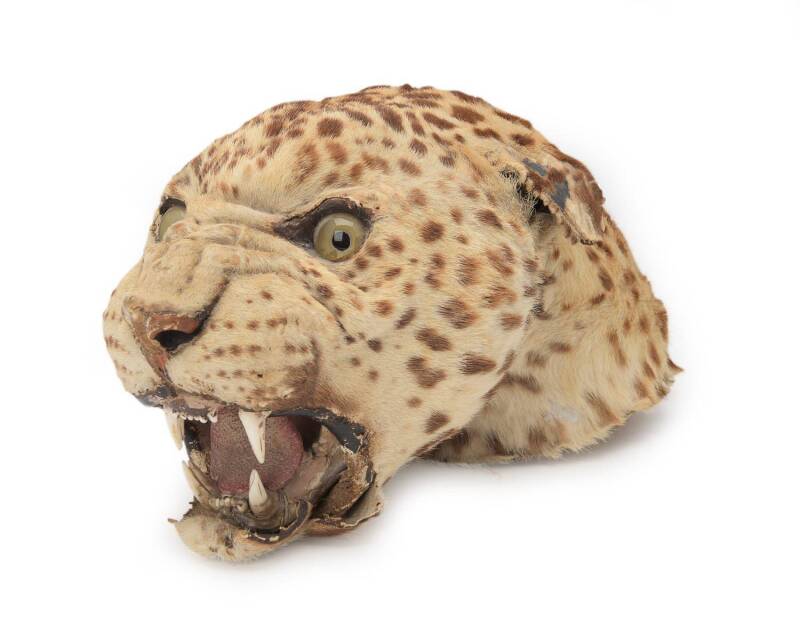 A taxidermied head of a leopard. 21cm high, 32cm wide, 22cm deep. ♦